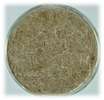 Foto de uma placa de vidro redonda de laboratório contendo fibras de bagaço de cana-de-açúcar em cor marrom claro.